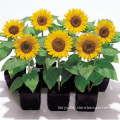 2015 Garden Scenery Yellow Pink Black Red Sunflower Seed For Growing